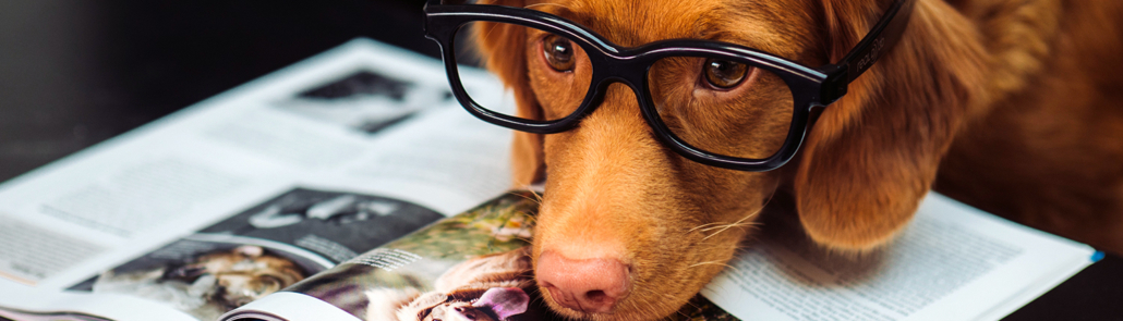 FRONTLINE : contre les tiques et puces pour votre animal  !