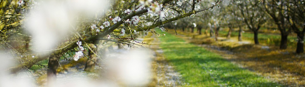 Les allergies selon les régions 3