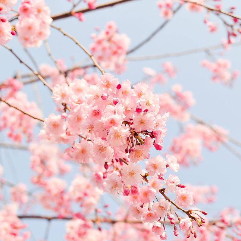 Adopter les bons gestes face aux allergies printanières 17