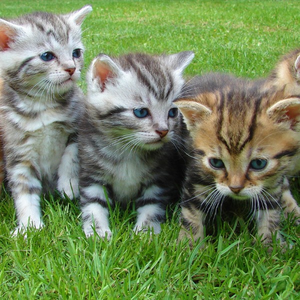 Top 5 des meilleurs antiparasitaires pour chat 5