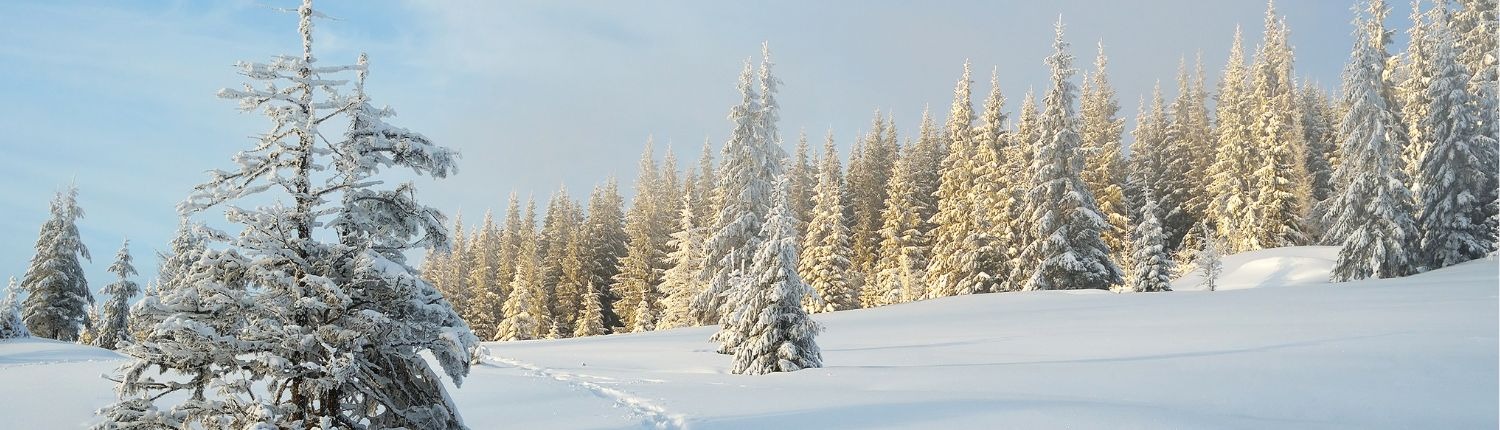 Top 5 des meilleurs compléments alimentaires pour affronter l'hiver