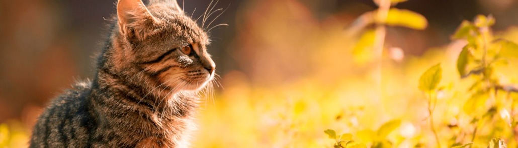 S’inspirer de la nature pour le bien-être des chats ! 4