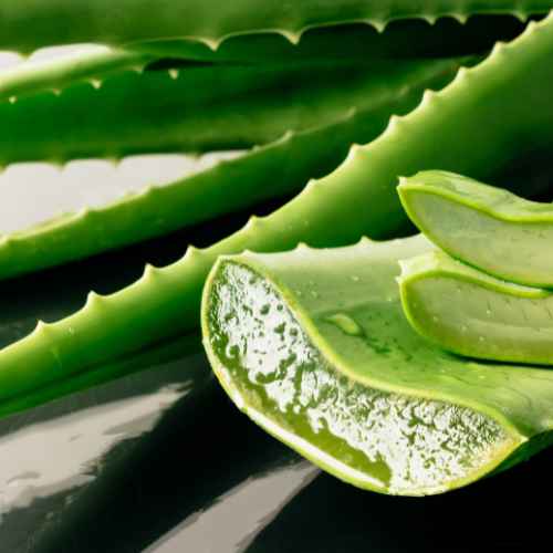 Aloevera