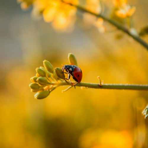 Bourgeons