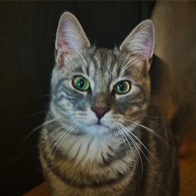 Chat